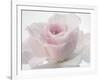 Pink Rose-Anonymus-Framed Art Print
