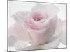 Pink Rose-Anonymus-Mounted Art Print