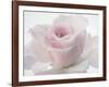 Pink Rose-Anonymus-Framed Art Print