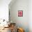Pink rose-Herbert Kehrer-Framed Stretched Canvas displayed on a wall