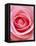 Pink rose-Herbert Kehrer-Framed Stretched Canvas