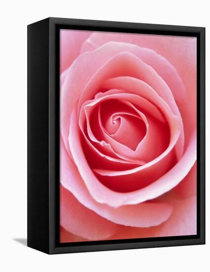 Pink rose-Herbert Kehrer-Framed Stretched Canvas