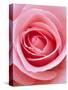 Pink rose-Herbert Kehrer-Stretched Canvas