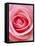 Pink rose-Herbert Kehrer-Framed Stretched Canvas