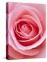 Pink rose-Herbert Kehrer-Stretched Canvas