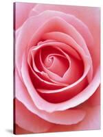 Pink rose-Herbert Kehrer-Stretched Canvas