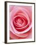 Pink rose-Herbert Kehrer-Framed Premium Photographic Print