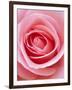 Pink rose-Herbert Kehrer-Framed Premium Photographic Print