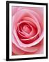 Pink rose-Herbert Kehrer-Framed Premium Photographic Print