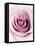 Pink Rose-Joy Atkinson-Framed Stretched Canvas