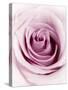 Pink Rose-Joy Atkinson-Stretched Canvas