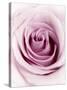 Pink Rose-Joy Atkinson-Stretched Canvas