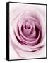 Pink Rose-Joy Atkinson-Framed Stretched Canvas