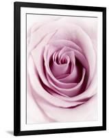 Pink Rose-Joy Atkinson-Framed Premium Photographic Print