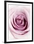 Pink Rose-Joy Atkinson-Framed Premium Photographic Print