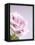 Pink Rose-Joy Atkinson-Framed Stretched Canvas