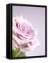 Pink Rose-Joy Atkinson-Framed Stretched Canvas