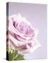 Pink Rose-Joy Atkinson-Stretched Canvas