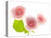 Pink rose-Kiyoshi Miyagawa-Stretched Canvas