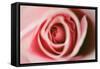 Pink Rose-Erin Berzel-Framed Stretched Canvas