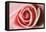 Pink Rose-Erin Berzel-Framed Stretched Canvas