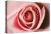 Pink Rose-Erin Berzel-Stretched Canvas