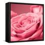Pink Rose-null-Framed Stretched Canvas