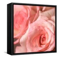 Pink Rose-null-Framed Stretched Canvas