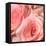 Pink Rose-null-Framed Stretched Canvas