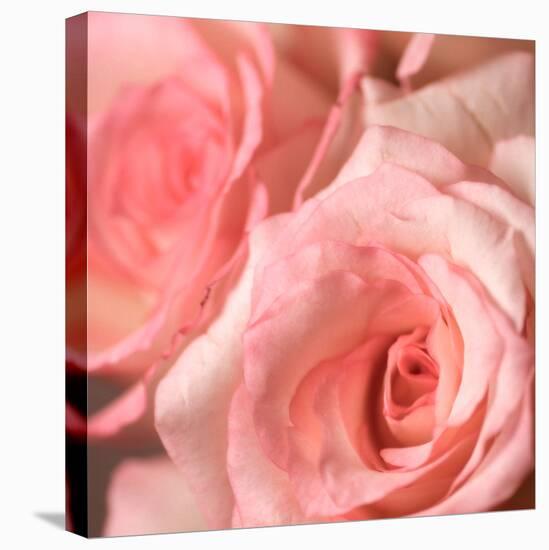 Pink Rose-null-Stretched Canvas