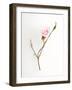 Pink Rose-Will Wilkinson-Framed Photographic Print