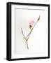 Pink Rose-Will Wilkinson-Framed Photographic Print