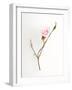 Pink Rose-Will Wilkinson-Framed Photographic Print