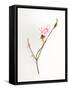 Pink Rose-Will Wilkinson-Framed Stretched Canvas