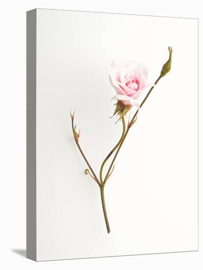 Pink Rose-Will Wilkinson-Stretched Canvas