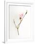 Pink Rose-Will Wilkinson-Framed Photographic Print