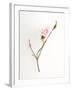 Pink Rose-Will Wilkinson-Framed Photographic Print