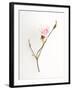 Pink Rose-Will Wilkinson-Framed Photographic Print