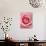 Pink rose-Herbert Kehrer-Photographic Print displayed on a wall