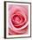 Pink rose-Herbert Kehrer-Framed Photographic Print