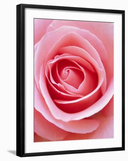 Pink rose-Herbert Kehrer-Framed Photographic Print