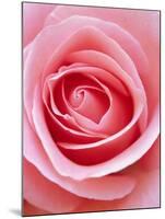 Pink rose-Herbert Kehrer-Mounted Photographic Print