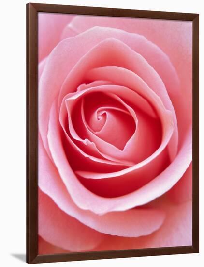 Pink rose-Herbert Kehrer-Framed Photographic Print