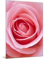 Pink rose-Herbert Kehrer-Mounted Photographic Print