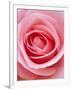 Pink rose-Herbert Kehrer-Framed Photographic Print