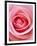 Pink rose-Herbert Kehrer-Framed Photographic Print