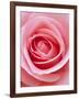 Pink rose-Herbert Kehrer-Framed Photographic Print