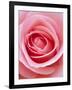 Pink rose-Herbert Kehrer-Framed Photographic Print