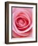 Pink rose-Herbert Kehrer-Framed Photographic Print