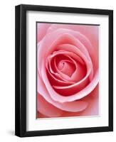 Pink rose-Herbert Kehrer-Framed Photographic Print